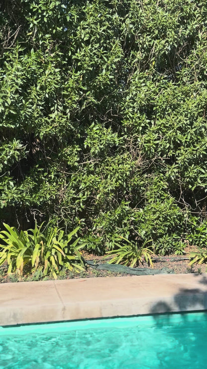 Top Lana: HIBISCO RED